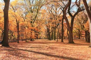 the mall, central park