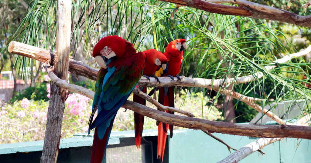 Zoo, Miami, Florida