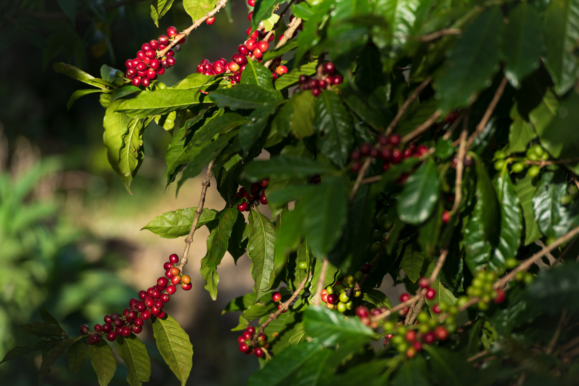 La fascinante Ruta del Café de Panamá