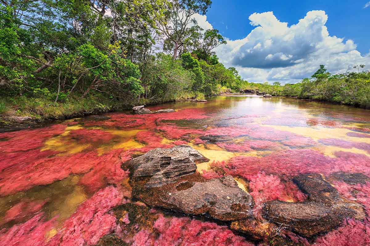 Caño Cristales en la Sierra de la Macarena en Colombia