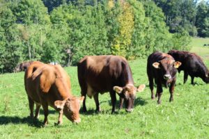 Disfrutar del turismo rural