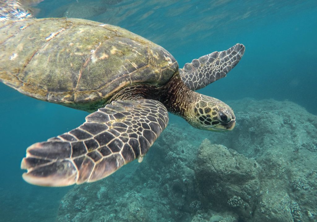 Galápagos