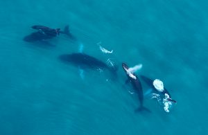 ballenas en Panamá