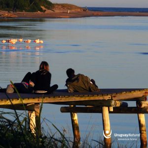 Espacio natural con pelícanos en Uruguay