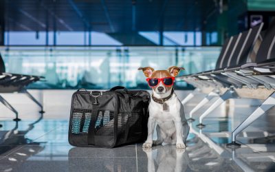 7 consejos para viajar con tu perro