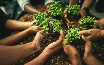 Giving away trees for a greener planet
