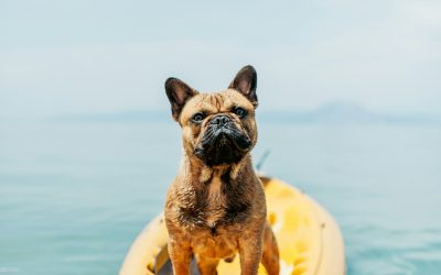 Appmypets y Air Europa te facilitan el viaje con tu mascota