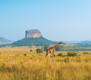 campo de áfrica con una montaña al fondo y una jirafa