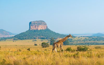 5 experiencias que no te puedes perder en Johannesburgo