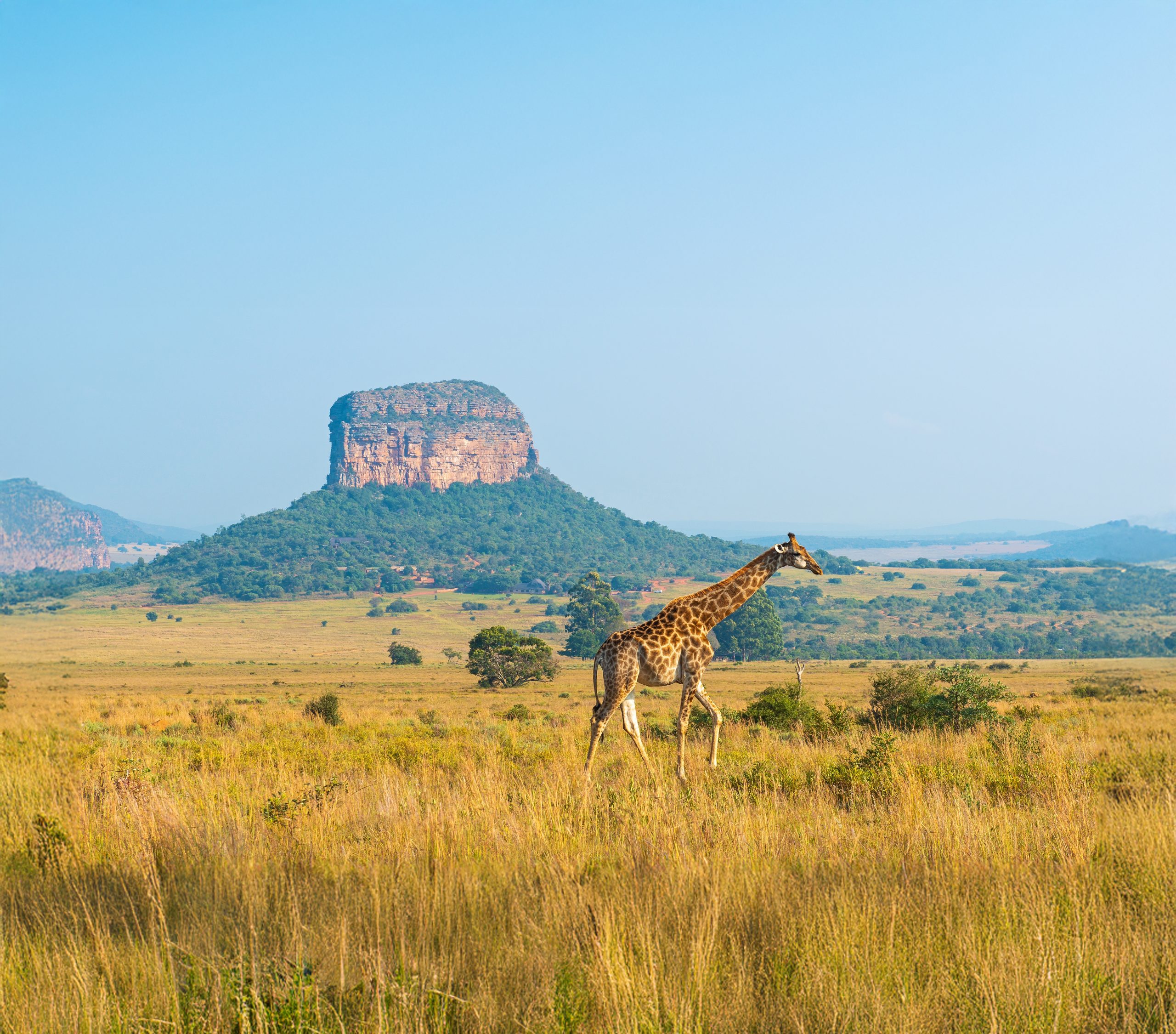 campo de áfrica con una montaña al fondo y una jirafa